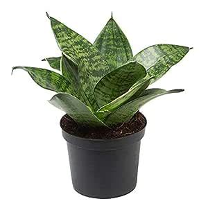 Guruji Plantation sansevieria live Indoor Plant For Home and Garden ...