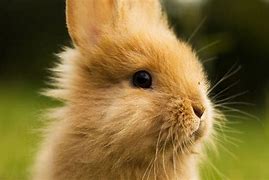 Image result for Cute Animals Bunny Low Quality