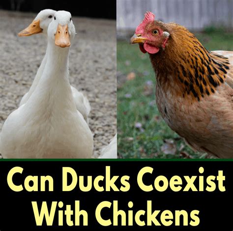 Can Ducks and Chickens Mate?