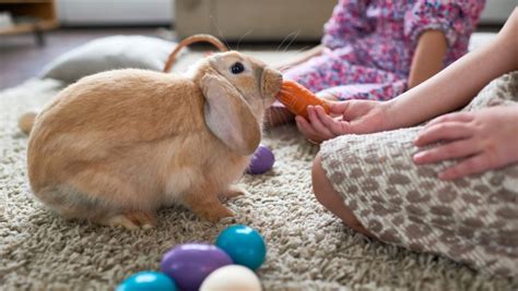 Rabbit Training 的图像结果