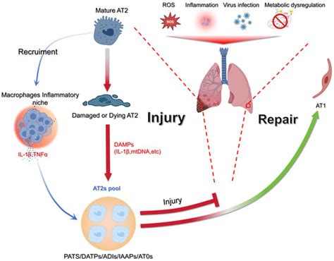 Reciprocal Paracrine Signaling and Dynamic Coordination of Transitional ...