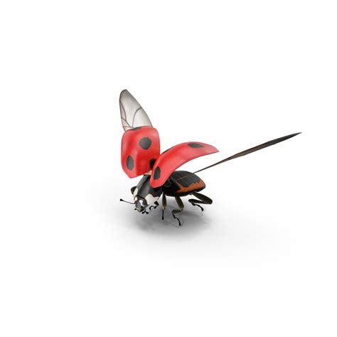 Image result for Ladybug Flying