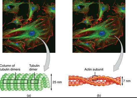 Image result for Cytoskeleton Structure