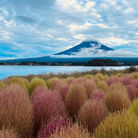 Halotrip (Fujikawaguchiko-machi, Japan): Address, Phone Number ...