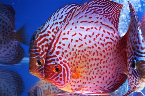 Image result for Red Leopard Discus