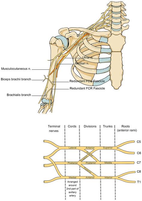 Frontiers | Review of rehabilitation protocols for brachial plexus injury