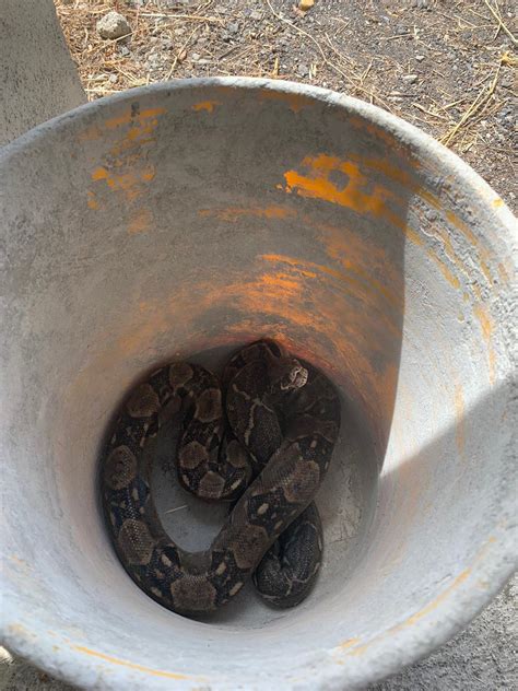New visitor? Found near Escuintla, Guatemala : r/whatsthissnake
