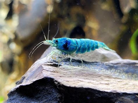 Shrimps is bugs : r/shrimptank