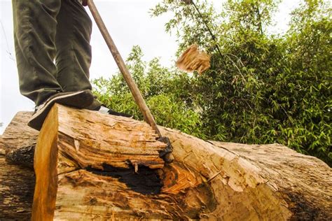 Travelling on the Firewood Express