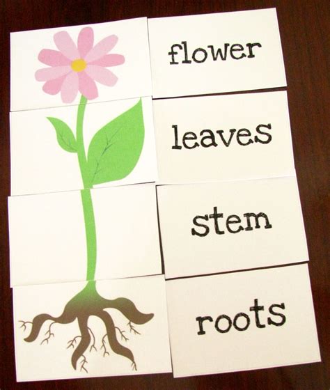 Parts Of A Flower Worksheet For Kindergarten - Free Math Worksheet ...