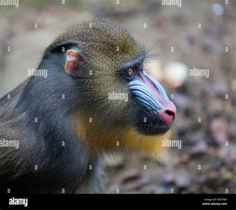 Mandrill monkey baboon hi-res stock photography and images - Alamy
