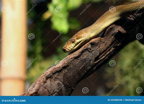 Image result for Catching Amethystine Python's