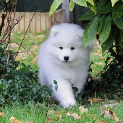 Samoyed price in India | Samoyed puppies for sale
