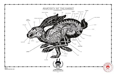 Rabbit statistics - reproduction, anatomy, physiology