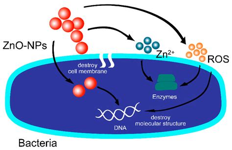 Zinc Oxide Mechanism Of Action at Stephanie Dampier blog