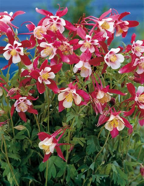 Jaloakileija Crimson Star - Viherpeukalot | Pink perennials, Perennials ...