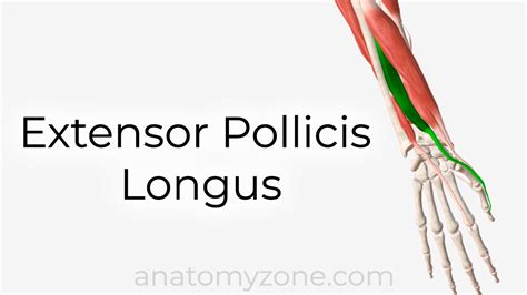 Extensor Pollicis Longus 的图像结果