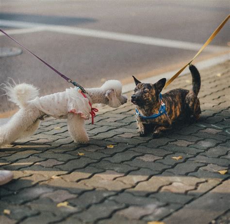 Jan & Dean & That Speedy Senior, ‘The Little Old Lady from Pasadena ...
