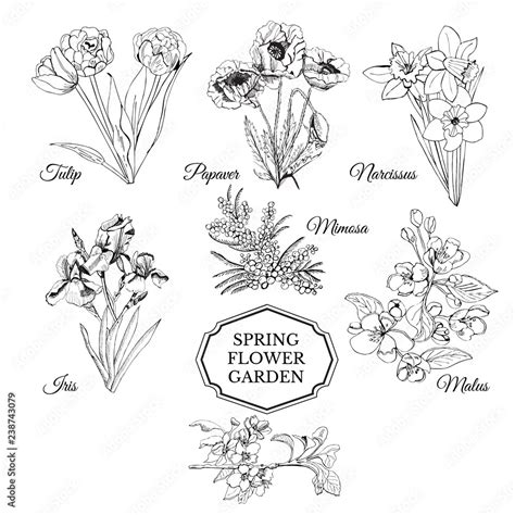Image result for Spring Flowers Drawing