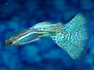 Image result for Fish in Turtle Python