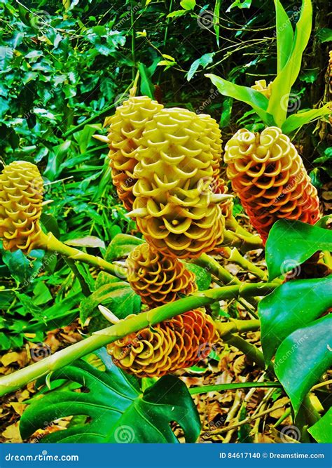 Beehive ginger yellow stock photo. Image of flower, beehive - 84617140