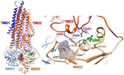 Correction of a Traffic-Defective Missense ABCB11 Variant Responsible ...