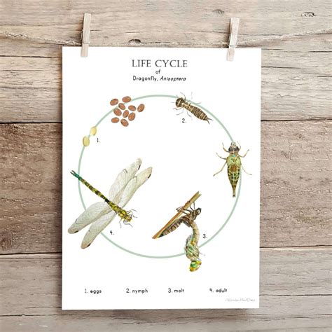 Dragonfly Life Cycle Poster & Flashcards - Wonder-Filled Days