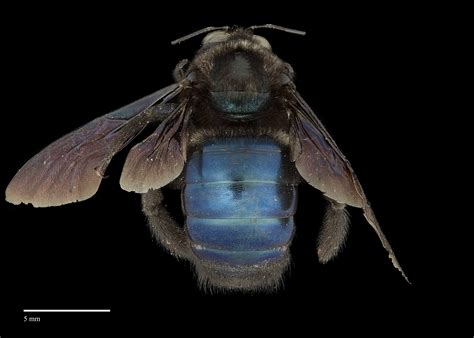 Xylocopoides | Exotic Bee ID