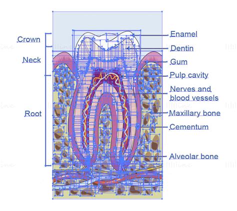 Image result for Tooth Structures