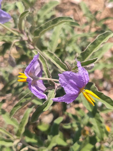 Solanum elaeagnifolium