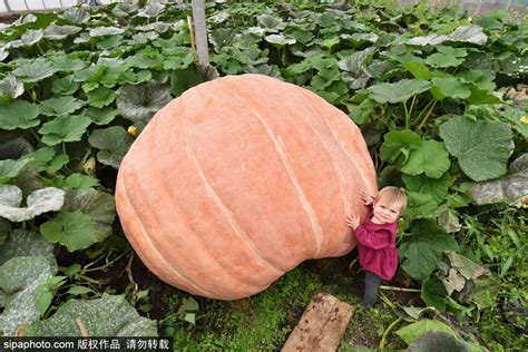 超级大南瓜！英国园艺师种出900多公斤的南瓜_种植