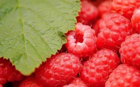 树莓是个什么鬼？为何那么多人喜欢吃？