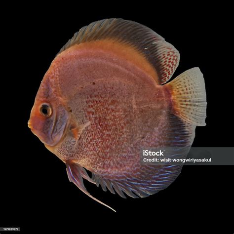 Discus Fish Red And White Stock Photo - Download Image Now - Animal, Animals In Captivity ...