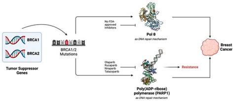 Inhibitors against DNA Polymerase I Family of Enzymes: Novel Targets ...
