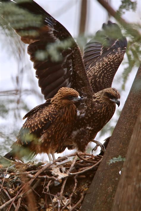 Young Kites keep Flying in the Nest before they Launch Out