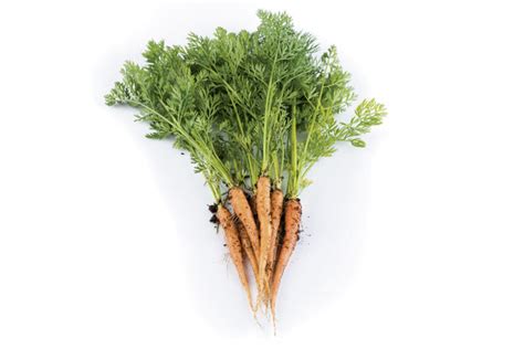 Local Comme 的图像结果