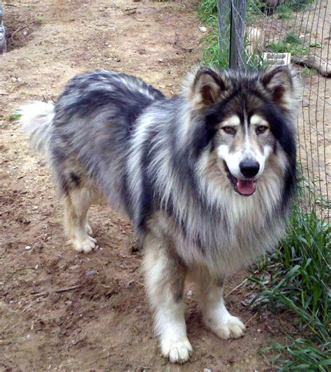 Unique Native American Dog Names: Unleash the Spirit of the Wild