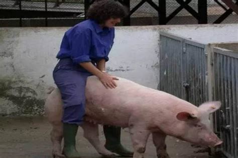 新型猪厂图片,新年图片,猪的图片_大山谷图库
