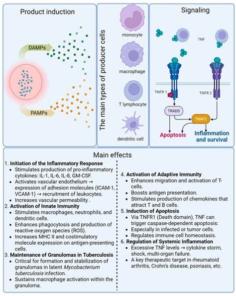 Role of Tumor Necrosis Factor in Tuberculosis