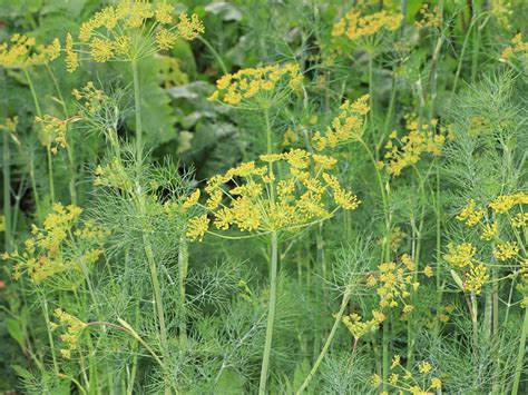 Yellowing Dill Plants: Why Is My Dill Plant Turning Yellow - IMP WORLD