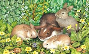 Image result for Spring Bunnies Cartoon