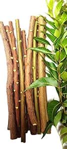 Buy Ayurvedic Natural Organic Neem ki Datun Toothbrush Nim Tree Twigs ...
