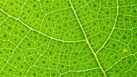 Kingdom Plantae: Characteristics, Nutrition, Reproduction in Plants ...