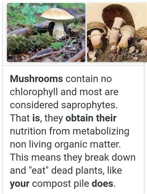 From where does mushrooms gets its food Related: Photosynthesis ...