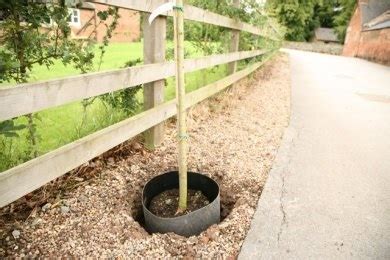 Image result for Tree Root Guard