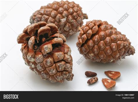 Pine Cone Seed