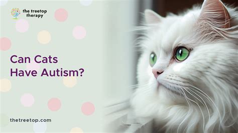 Can Cats Have Autism? Understanding Animal Behavior