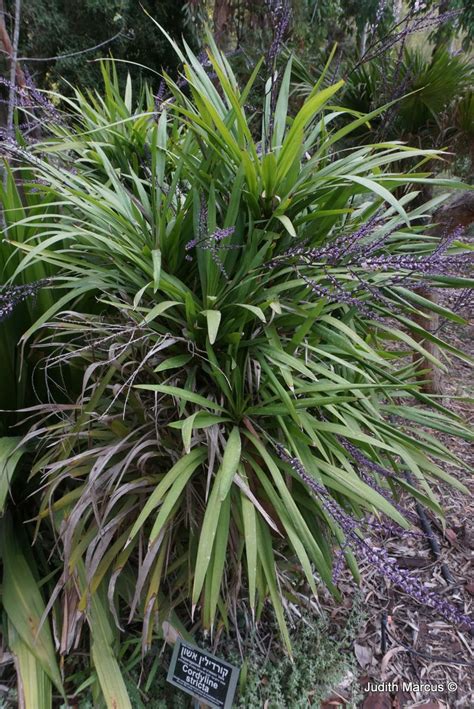 Cordyline stricta - קורדילין אשון, Slender Palm Lily | The Jerusalem ...