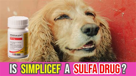 Is Simplicef A Sulfa Drug? Cefpodoxime For Dogs