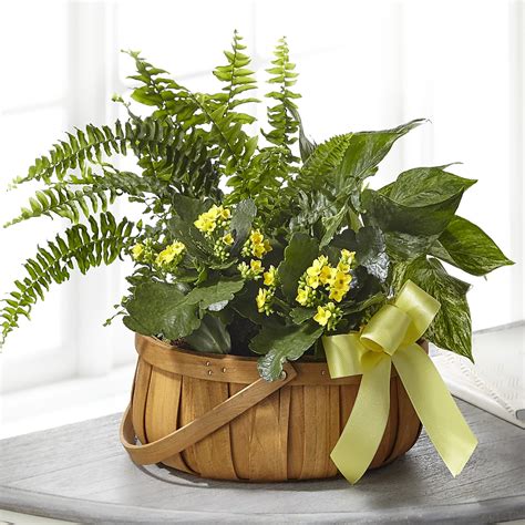 Always Dear Dishgarden–Vern's Sharonville Florist